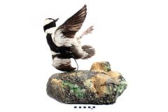 Bufflehead (mount)