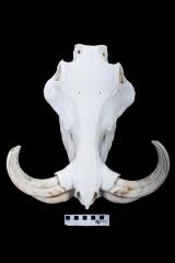 Common Warthog (Skull)