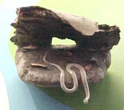 Northern Ring-neck Snake