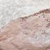 Stromatolite 