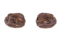Threeridge mussel