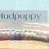 Mudpuppy