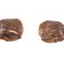 Threeridge mussel