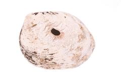 Mussel