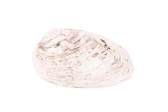 Mussel