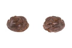 Threeridge mussel