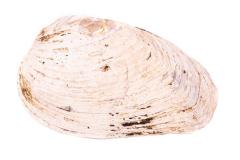 Mussel