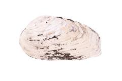 Mussel