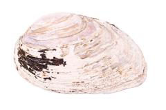 Mussel
