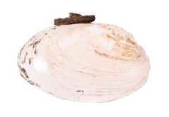 Mussel