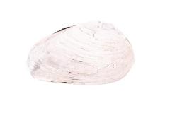 Mussel