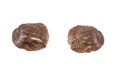 Threeridge mussel