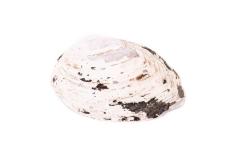 Mussel 