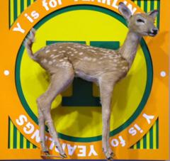 Mounted  White Tail Deer Fawn, Odocoileus