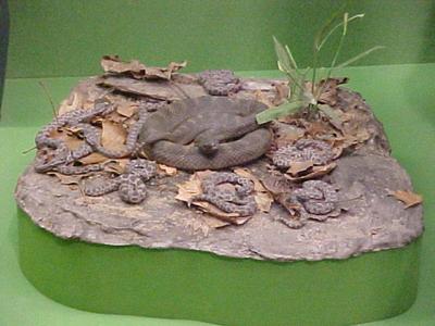 Rattler Snake Mount