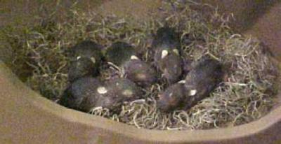 Baby Rabbits (5)