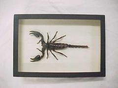 Scorpion, Mounted