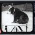 Lantern Slide, Cub