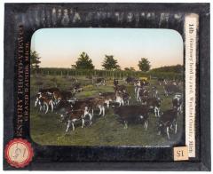 Lantern Slide, Guernsey Herd