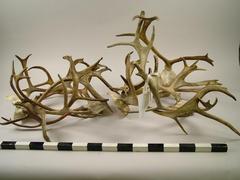 Reindeer Antlers