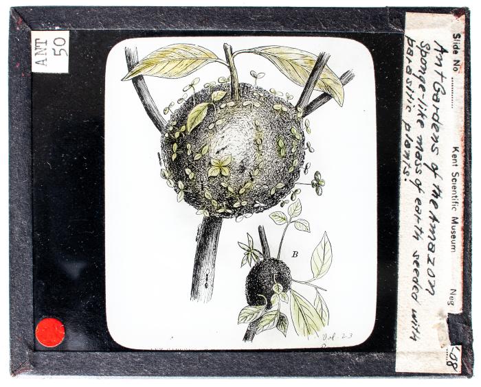 Lantern Slide, Ant Gardens of the Amazon