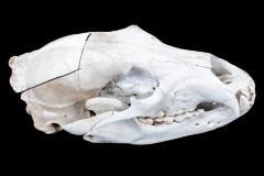 Grizzly Bear (skull & dentaries)