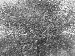 Photograph, Wild Crabapple