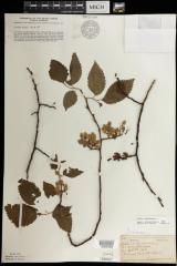 American Elm