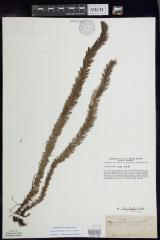 Variable-Leaf Milfoil