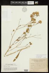 Appalachian Blazing Star