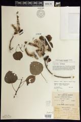 American Aspen