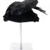 Perch Hat