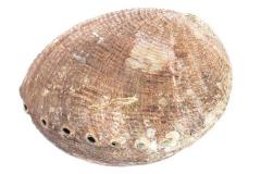 White Abalone Shell
