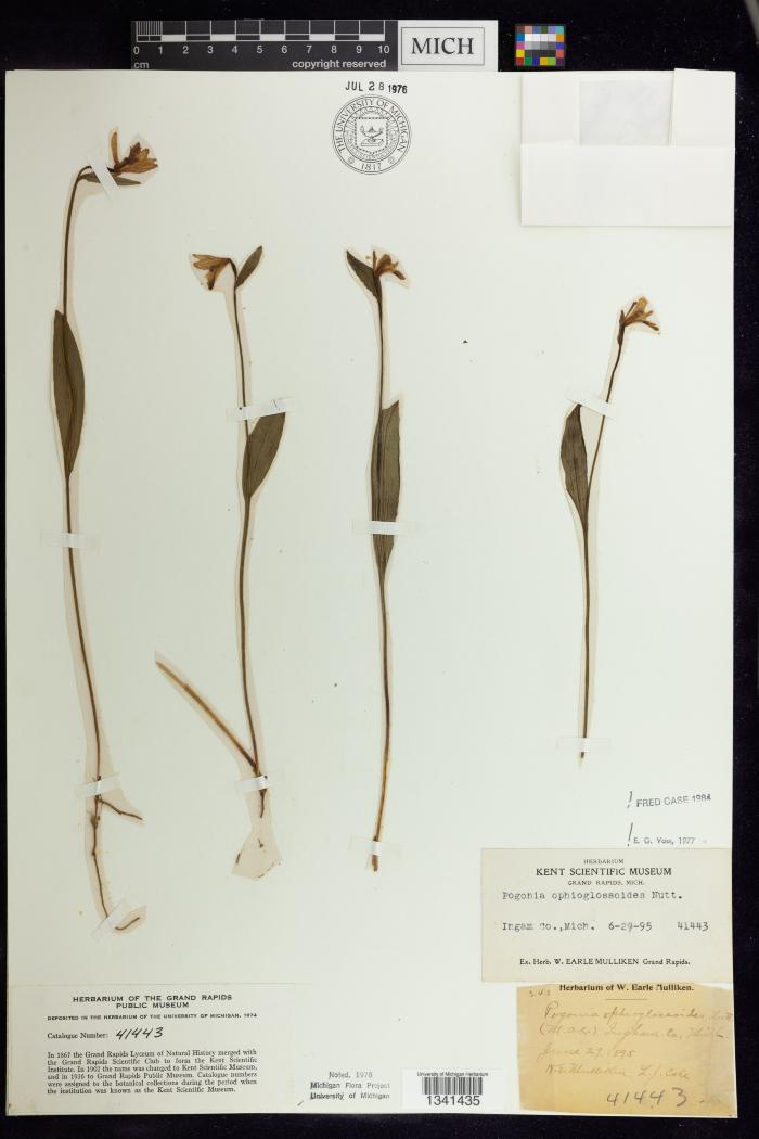 Rose Pogonia