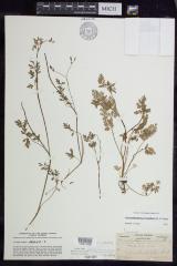 Spreading Chervil