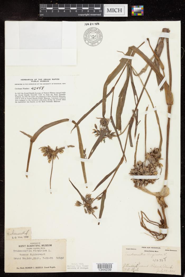 Virginia Spiderwort