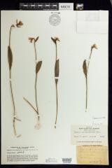 Rose Pogonia