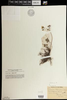 False Rue-Anemone
