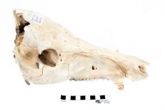 Boar Skull