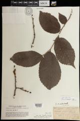 Slippery Elm