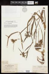Virginia Spiderwort