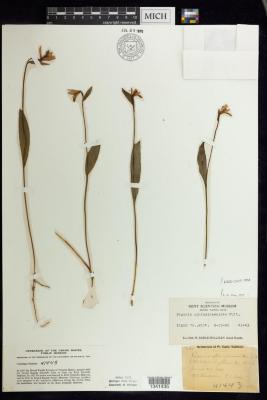 Rose Pogonia