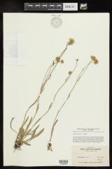 Fleabane