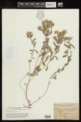 Hairy False Goldenaster