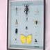 Insect Orders, Mounted Specimens