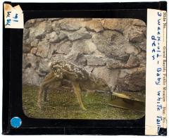 Lantern Slide, Fawns
