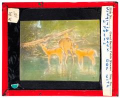 Lantern Slide, Doe with Fawns