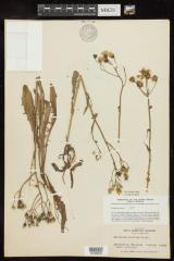 English Hawkweed