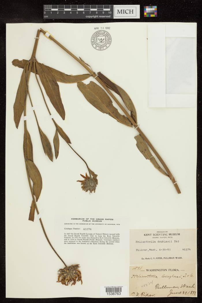 Douglas' Helianthella
