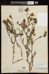 Purple-headed Sneezeweed